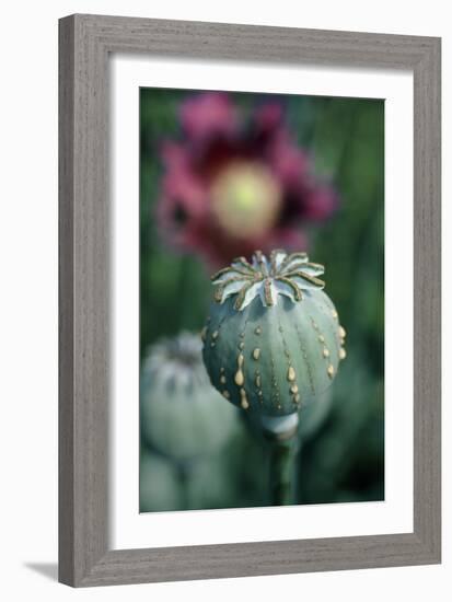 Collecting Opium From Poppy Seed Capsule-Dr^ Jeremy-Framed Photographic Print