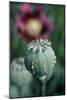 Collecting Opium From Poppy Seed Capsule-Dr^ Jeremy-Mounted Photographic Print