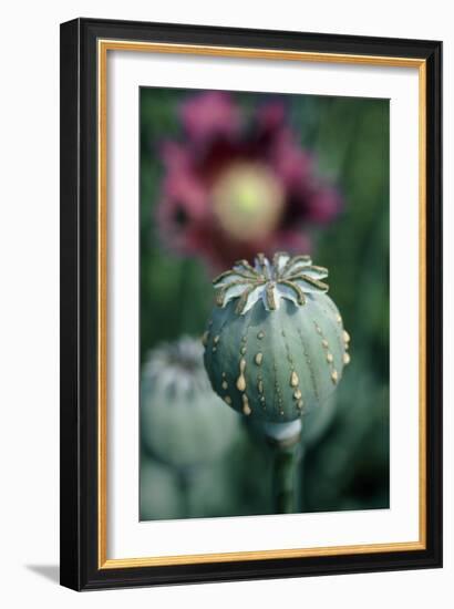 Collecting Opium From Poppy Seed Capsule-Dr^ Jeremy-Framed Photographic Print
