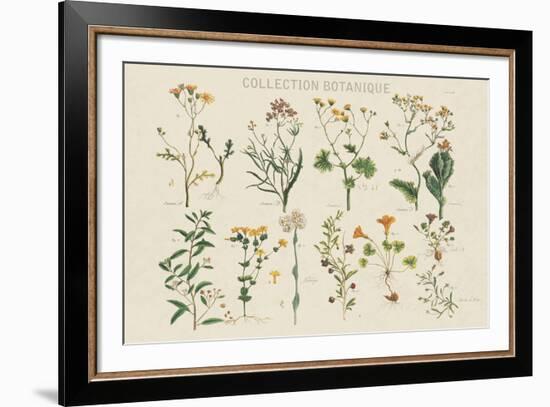 Collection Botanique-Maria Mendez-Framed Giclee Print