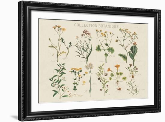 Collection Botanique-Maria Mendez-Framed Giclee Print