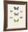 Collection de Papillons I-Maria Mendez-Framed Giclee Print