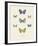 Collection de Papillons I-Maria Mendez-Framed Giclee Print