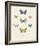 Collection de Papillons I-Maria Mendez-Framed Giclee Print