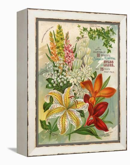 Collection of 10 Beautiful Summer Flowering Bulbs and Lillies-null-Framed Stretched Canvas