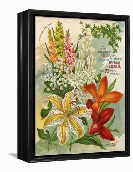 Collection of 10 Beautiful Summer Flowering Bulbs and Lillies-null-Framed Stretched Canvas