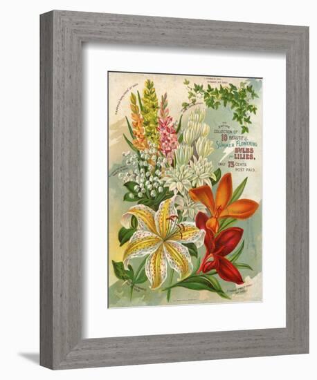 Collection of 10 Beautiful Summer Flowering Bulbs and Lillies-null-Framed Art Print