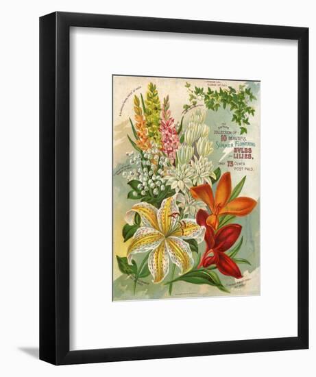 Collection of 10 Beautiful Summer Flowering Bulbs and Lillies-null-Framed Art Print