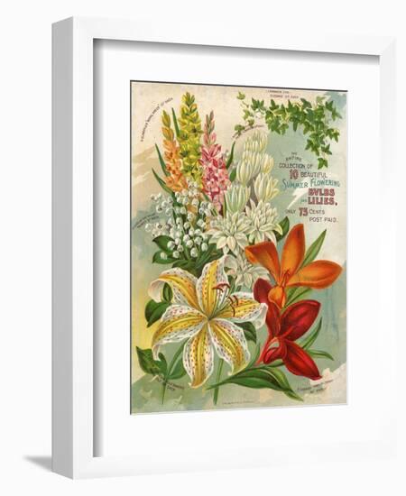 Collection of 10 Beautiful Summer Flowering Bulbs and Lillies-null-Framed Art Print