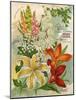 Collection of 10 Beautiful Summer Flowering Bulbs and Lillies-null-Mounted Art Print