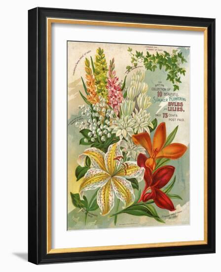 Collection of 10 Beautiful Summer Flowering Bulbs and Lillies-null-Framed Art Print