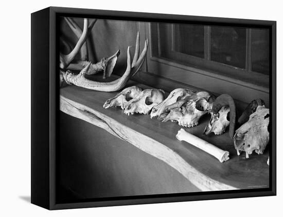 Collection of Antlers, Skulls and Bones on Window Still at Ghost Ranch of Georgia O'Keeffe's Home-John Loengard-Framed Premier Image Canvas