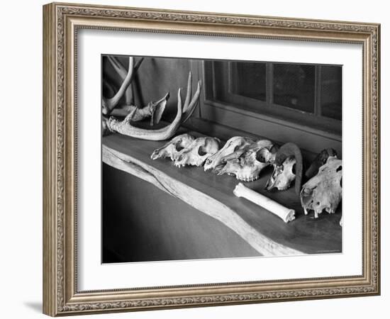 Collection of Antlers, Skulls and Bones on Window Still at Ghost Ranch of Georgia O'Keeffe's Home-John Loengard-Framed Photographic Print