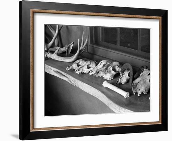 Collection of Antlers, Skulls and Bones on Window Still at Ghost Ranch of Georgia O'Keeffe's Home-John Loengard-Framed Photographic Print