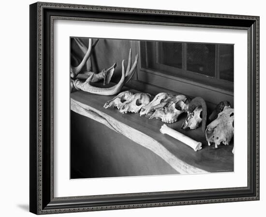 Collection of Antlers, Skulls and Bones on Window Still at Ghost Ranch of Georgia O'Keeffe's Home-John Loengard-Framed Photographic Print