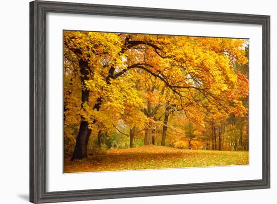 Collection of Beautiful Colorful Autumn Leaves / Green, Yellow, Orange, Red-Taiga-Framed Photographic Print