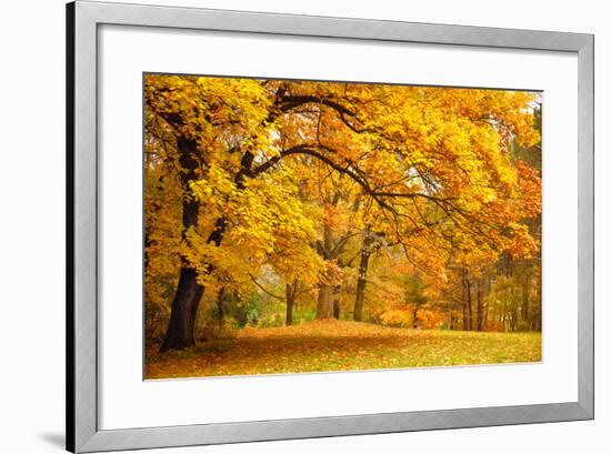 Collection of Beautiful Colorful Autumn Leaves / Green, Yellow, Orange, Red-Taiga-Framed Photographic Print