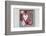Collection of Christmas Decoration in the Foresten Frame-Andrea Haase-Framed Photographic Print