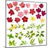 Collection of Different Flowers and Leaves on White-annanurrka-Mounted Art Print