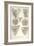 Collection of Euchitonia-Ernst Haeckel-Framed Art Print