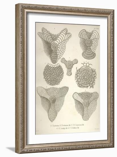 Collection of Euchitonia-Ernst Haeckel-Framed Art Print