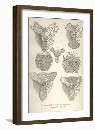 Collection of Euchitonia-Ernst Haeckel-Framed Art Print
