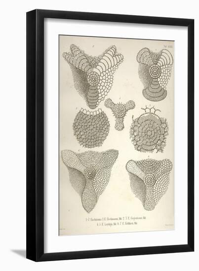 Collection of Euchitonia-Ernst Haeckel-Framed Art Print