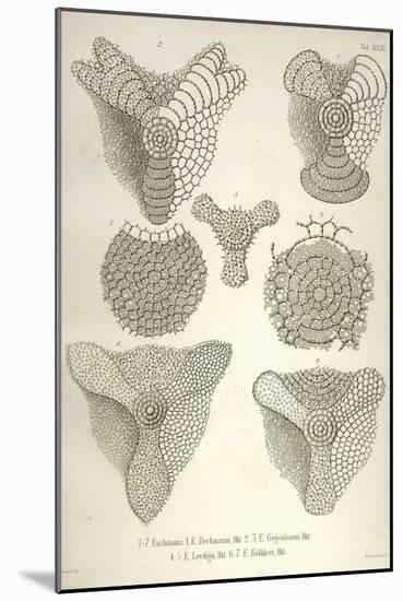 Collection of Euchitonia-Ernst Haeckel-Mounted Art Print