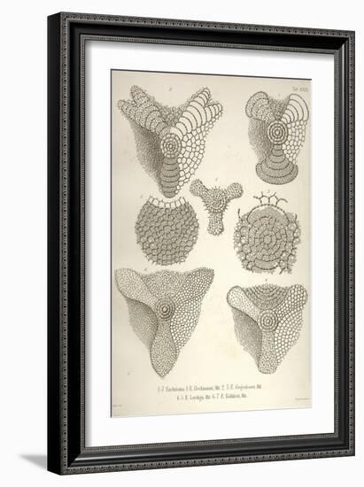 Collection of Euchitonia-Ernst Haeckel-Framed Art Print