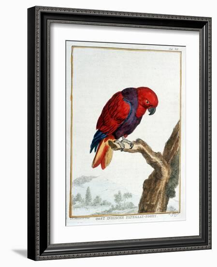 Collection of Rare Animals, Quadrupeds, Birds and Serpents, from Eastern and Western India-A. Vosmaer-Framed Giclee Print