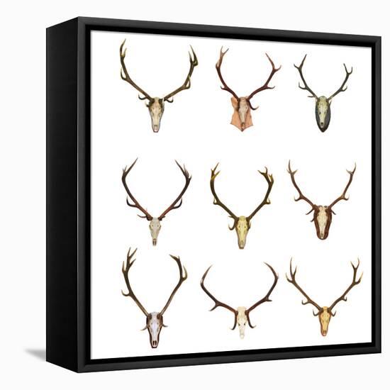 Collection of Red Deer Trophies-taviphoto-Framed Premier Image Canvas