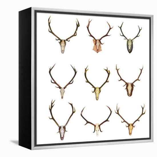 Collection of Red Deer Trophies-taviphoto-Framed Premier Image Canvas