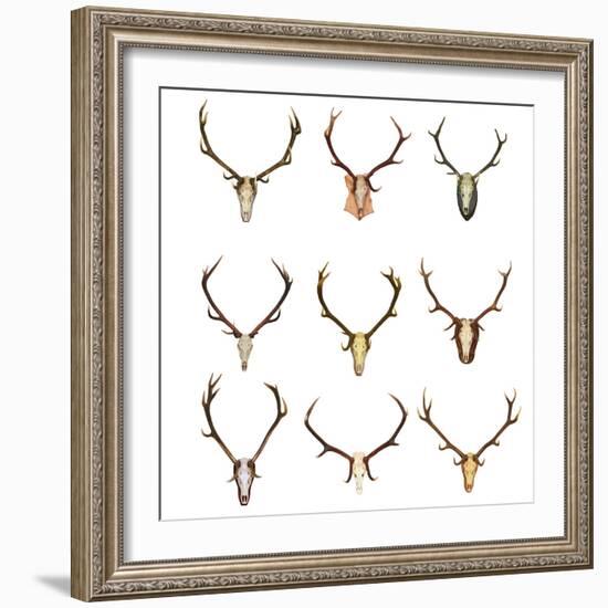 Collection of Red Deer Trophies-taviphoto-Framed Photographic Print