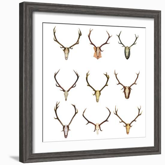 Collection of Red Deer Trophies-taviphoto-Framed Photographic Print