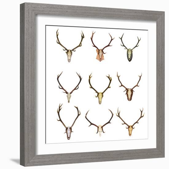 Collection of Red Deer Trophies-taviphoto-Framed Photographic Print