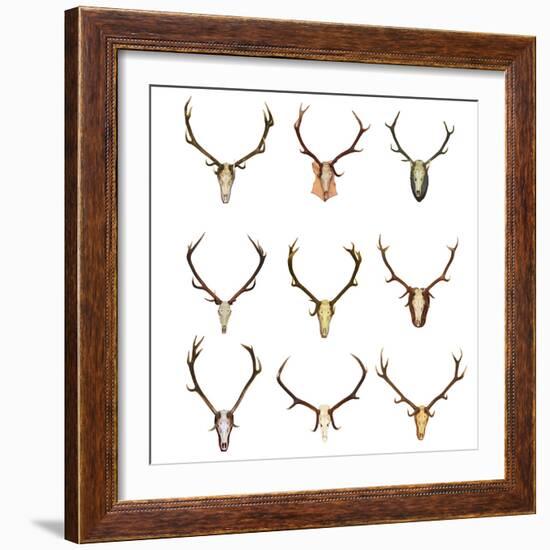 Collection of Red Deer Trophies-taviphoto-Framed Photographic Print