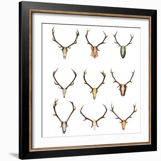 Collection of Red Deer Trophies-taviphoto-Framed Photographic Print