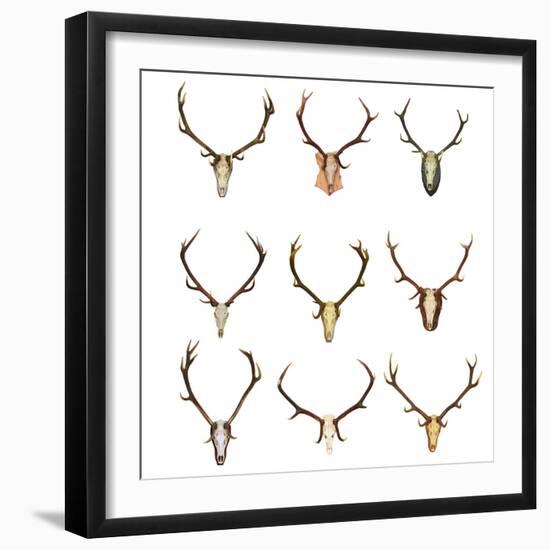 Collection of Red Deer Trophies-taviphoto-Framed Photographic Print