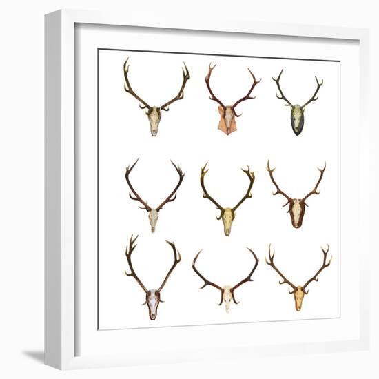 Collection of Red Deer Trophies-taviphoto-Framed Photographic Print