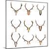 Collection of Red Deer Trophies-taviphoto-Mounted Photographic Print