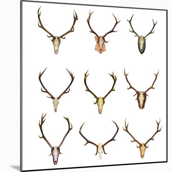 Collection of Red Deer Trophies-taviphoto-Mounted Photographic Print