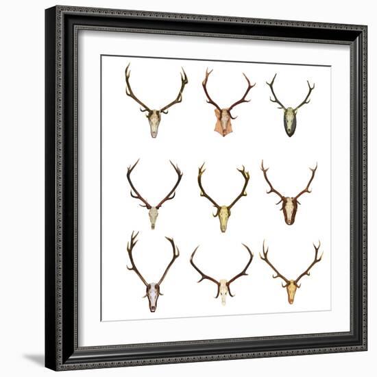 Collection of Red Deer Trophies-taviphoto-Framed Photographic Print