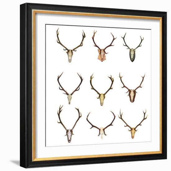 Collection of Red Deer Trophies-taviphoto-Framed Photographic Print