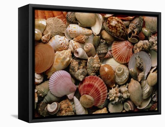 Collection of Sea Shells-Tony Craddock-Framed Premier Image Canvas