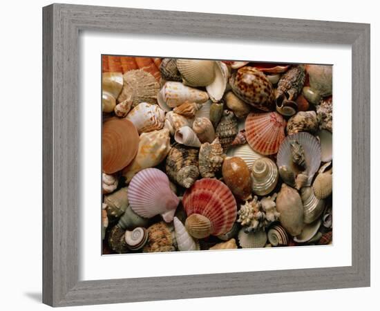 Collection of Sea Shells-Tony Craddock-Framed Photographic Print