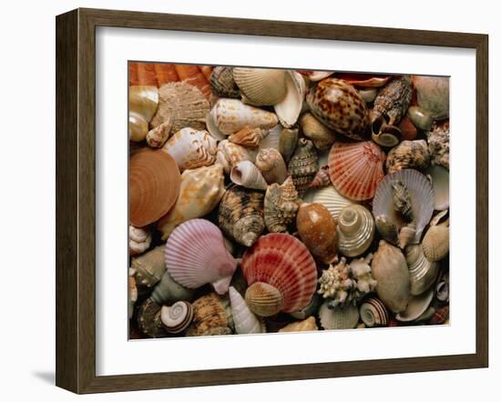 Collection of Sea Shells-Tony Craddock-Framed Photographic Print