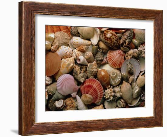 Collection of Sea Shells-Tony Craddock-Framed Photographic Print