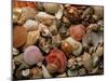 Collection of Sea Shells-Tony Craddock-Mounted Photographic Print