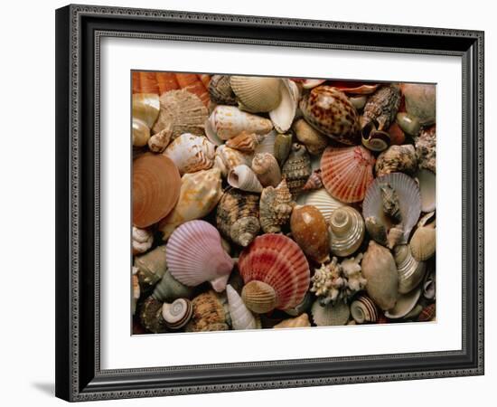 Collection of Sea Shells-Tony Craddock-Framed Photographic Print