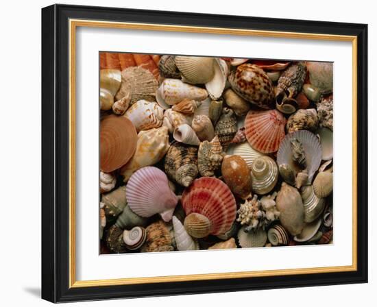 Collection of Sea Shells-Tony Craddock-Framed Photographic Print